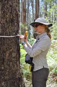 Manuelle measuring trees